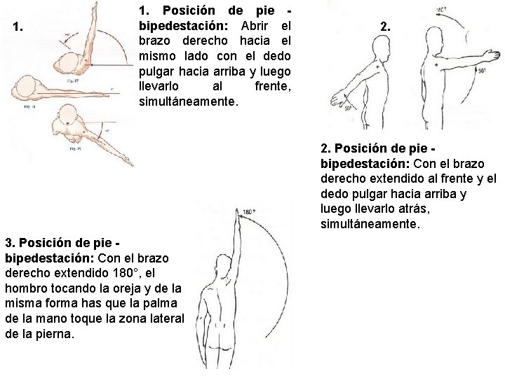 1. 1. Posición de pie bipedestación: Abrir el brazo derecho hacia el mismo lado