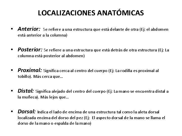 LOCALIZACIONES ANATÓMICAS • Anterior: Se refiere a una estructura que está delante de otra