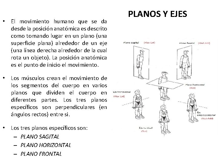  • El movimiento humano que se da desde la posición anatómica es descrito