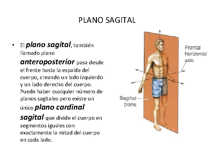 PLANO SAGITAL • El plano sagital, también llamado plano anteroposterior pasa desde el frente