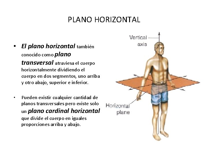 PLANO HORIZONTAL • El plano horizontal también conocido como plano transversal atraviesa el cuerpo