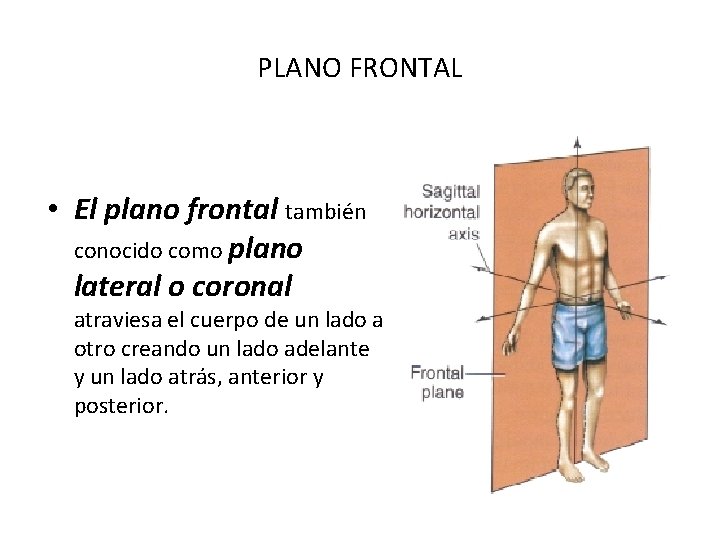 PLANO FRONTAL • El plano frontal también conocido como plano lateral o coronal atraviesa