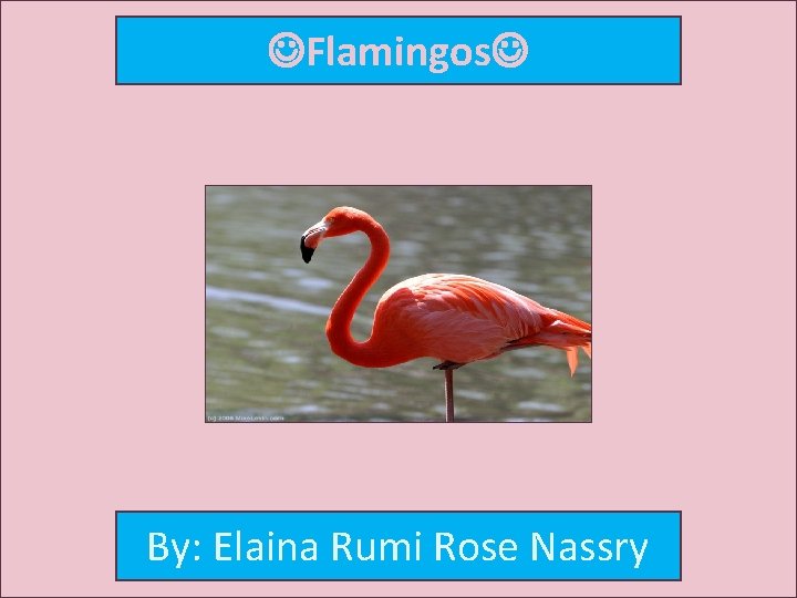  Flamingos By: Elaina Rumi Rose Nassry 