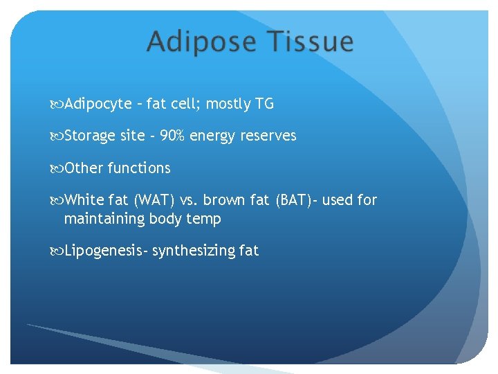  Adipocyte – fat cell; mostly TG Storage site - 90% energy reserves Other