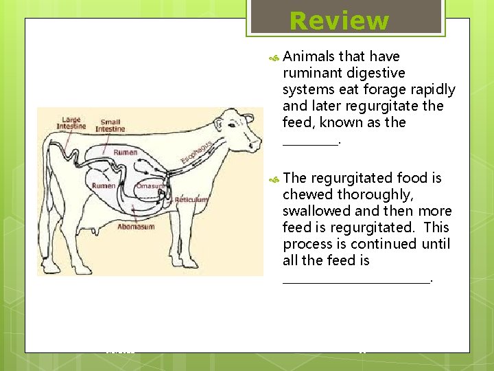 Review 1/3/2022 Animals that have ruminant digestive systems eat forage rapidly and later regurgitate