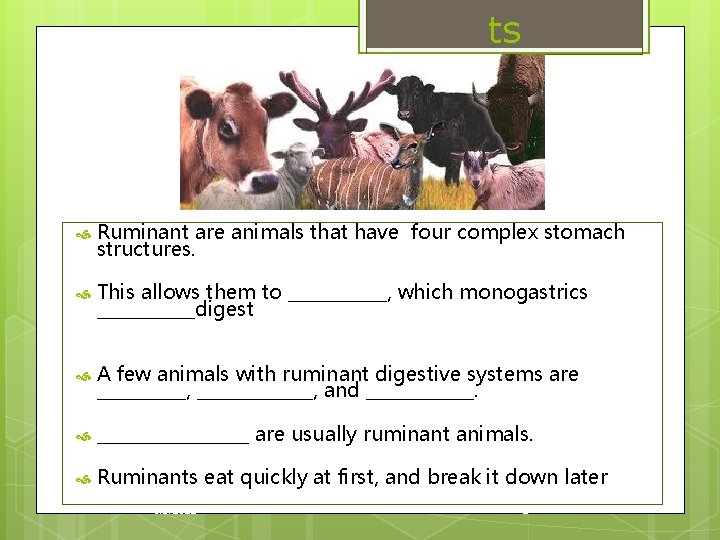 ts Ruminant are animals that have four complex stomach structures. This allows them to