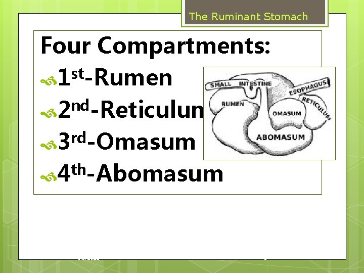 The Ruminant Stomach Four Compartments: 1 st-Rumen nd 2 -Reticulum rd 3 -Omasum 4