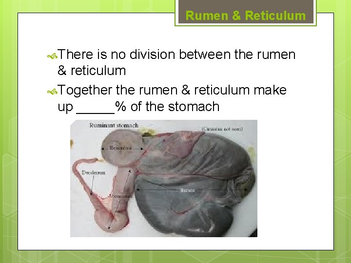 Rumen & Reticulum There is no division between the rumen & reticulum Together the