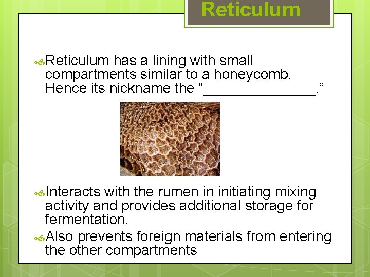 Reticulum has a lining with small compartments similar to a honeycomb. Hence its nickname
