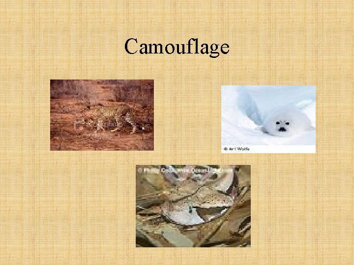 Camouflage 