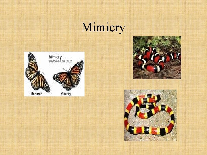 Mimicry 