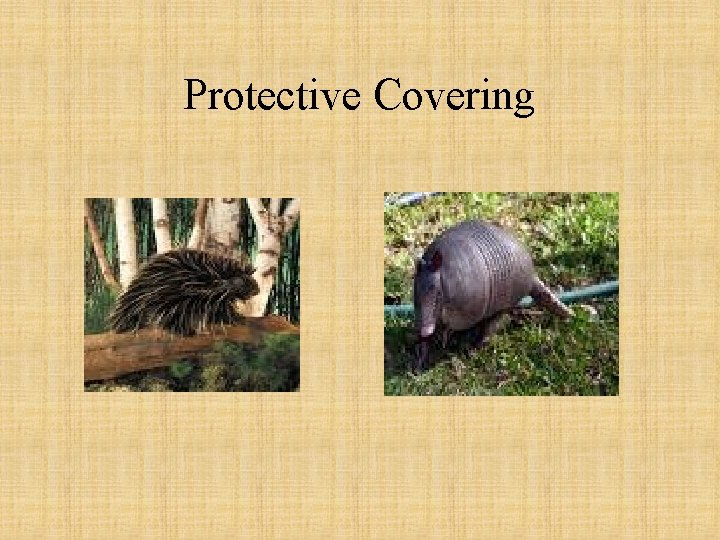 Protective Covering 