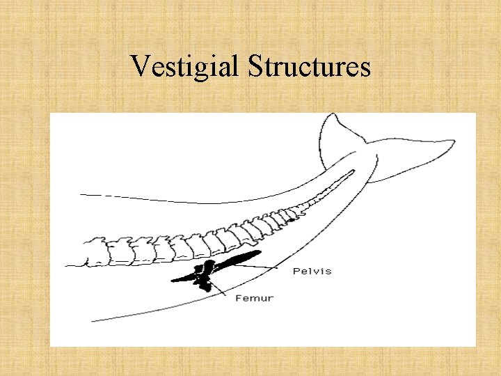 Vestigial Structures 