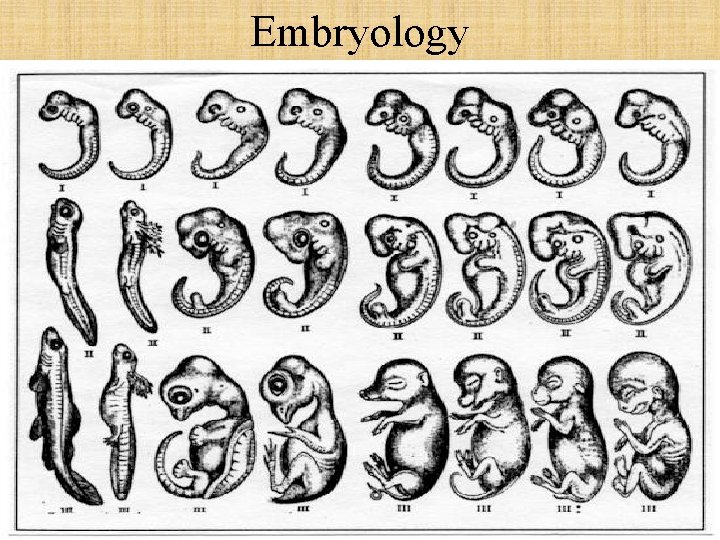 Embryology 