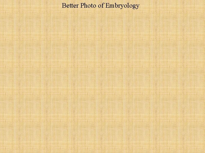 Better Photo of Embryology 