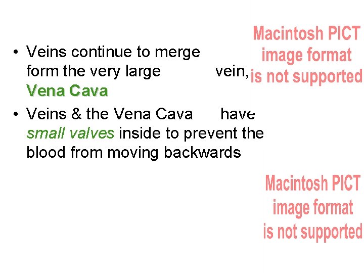  • Veins continue to merge to form the very large vein, the Vena