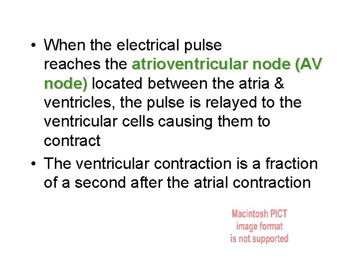  • When the electrical pulse reaches the atrioventricular node (AV node) located between