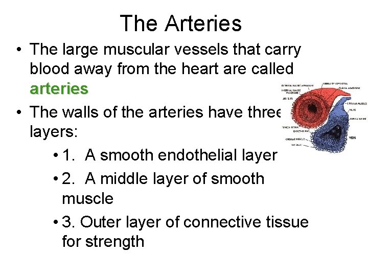 The Arteries • The large muscular vessels that carry blood away from the heart