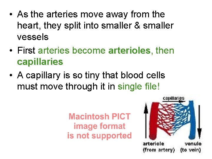  • As the arteries move away from the heart, they split into smaller