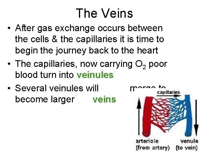 The Veins • After gas exchange occurs between the cells & the capillaries it