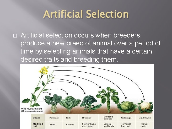 Artificial Selection � Artificial selection occurs when breeders produce a new breed of animal