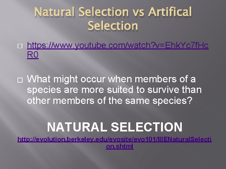 Natural Selection vs Artifical Selection � � https: //www. youtube. com/watch? v=Ehk. Yc 7