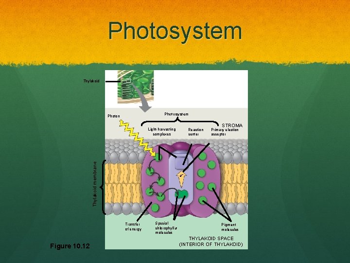 Photosystem Thylakoid Photosystem Photon Thylakoid membrane Light-harvesting complexes STROMA Primary election acceptor e– Transfer