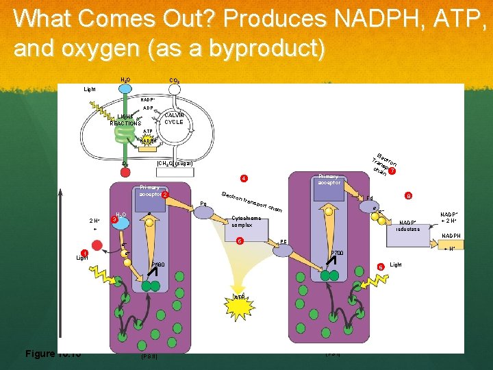 What Comes Out? Produces NADPH, ATP, and oxygen (as a byproduct) H 2 O