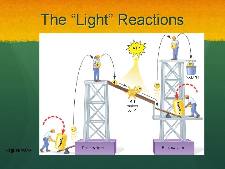 The “Light” Reactions e– ATP e– e– NADPH e– Mill makes ATP e– on