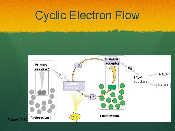 Cyclic Electron Flow Primary acceptor Fd Fd Pq NADP+ reductase Cytochrome complex Pc Figure