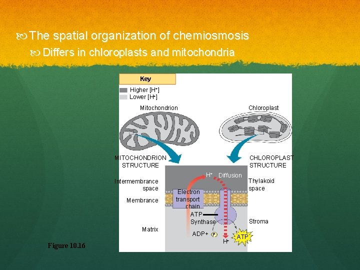  The spatial organization of chemiosmosis Differs in chloroplasts and mitochondria Key Higher [H+]