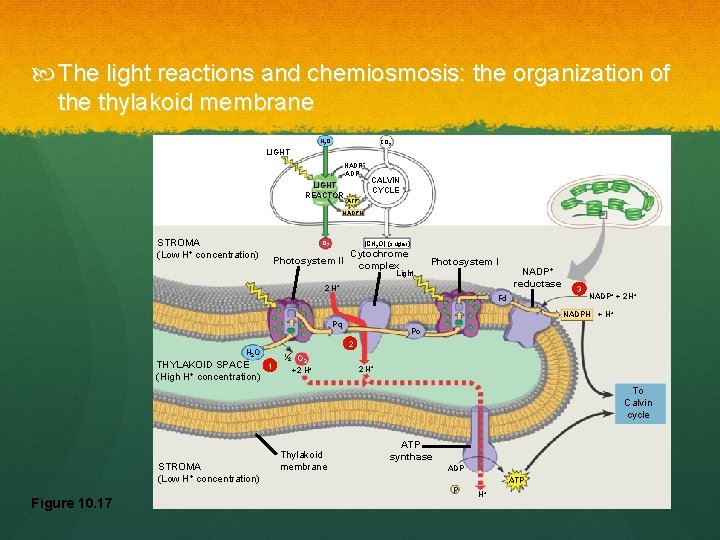  The light reactions and chemiosmosis: the organization of the thylakoid membrane H 2