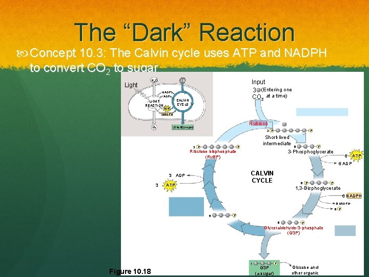 The “Dark” Reaction Concept 10. 3: The Calvin cycle uses ATP and NADPH to