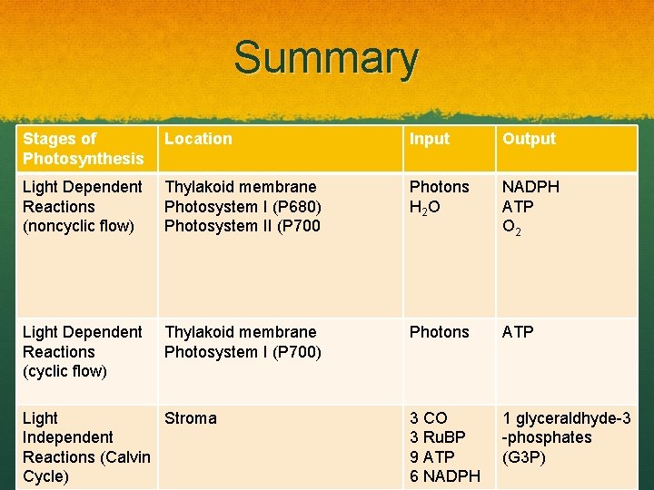 Summary Stages of Photosynthesis Location Input Output Light Dependent Reactions (noncyclic flow) Thylakoid membrane