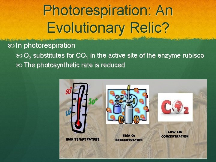 Photorespiration: An Evolutionary Relic? In photorespiration O 2 substitutes for CO 2 in the