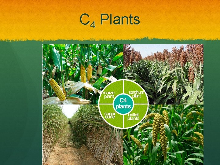 C 4 Plants 