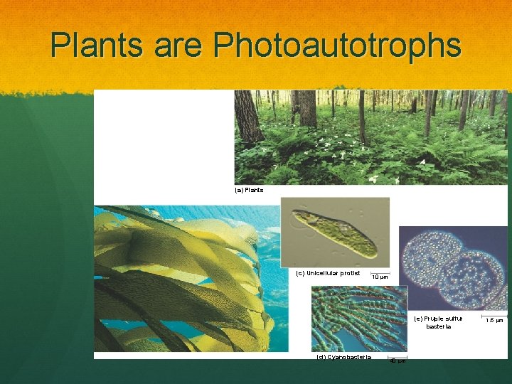 Plants are Photoautotrophs (a) Plants (c) Unicellular protist 10 m (e) Pruple sulfur bacteria