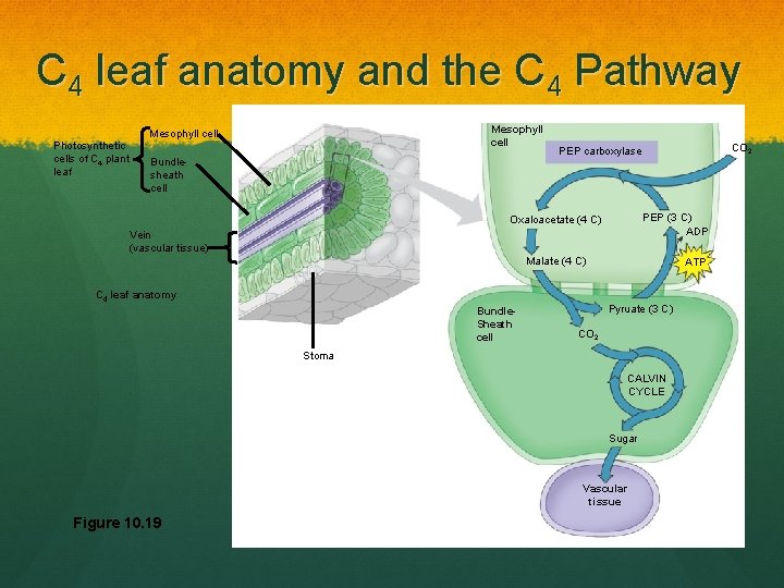 C 4 leaf anatomy and the C 4 Pathway Mesophyll cell Photosynthetic cells of