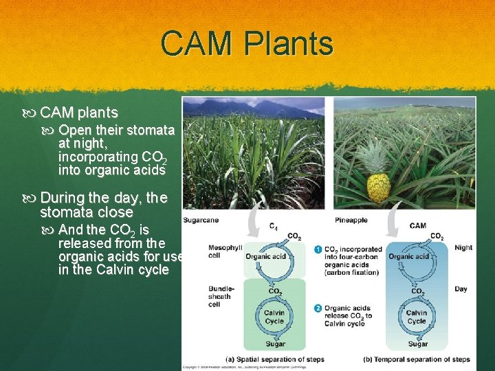 CAM Plants CAM plants Open their stomata at night, incorporating CO 2 into organic