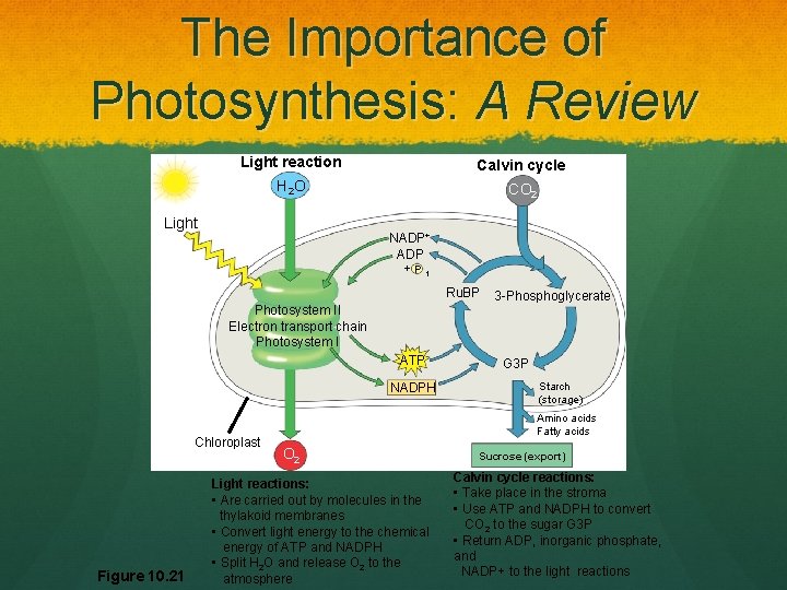 The Importance of Photosynthesis: A Review Light reaction Calvin cycle H 2 O CO