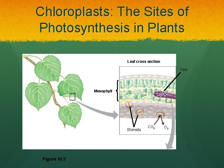Chloroplasts: The Sites of Photosynthesis in Plants Leaf cross section Vein Mesophyll Stomata Figure