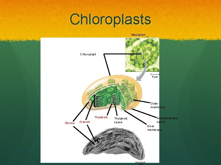 Chloroplasts Mesophyll Chloroplast 5 µm Outer membrane Thylakoid Stroma Granum Intermembrane space Thylakoid space