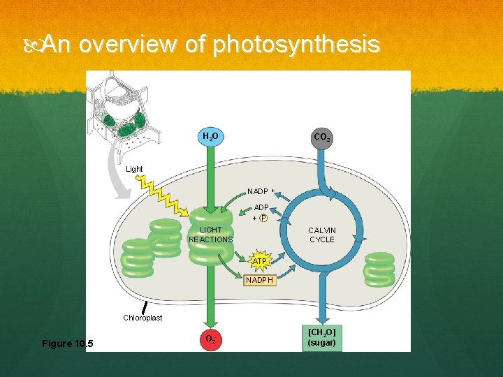  An overview of photosynthesis H 2 O CO 2 Light NADP + P
