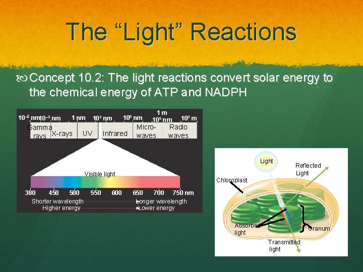 The “Light” Reactions Concept 10. 2: The light reactions convert solar energy to the