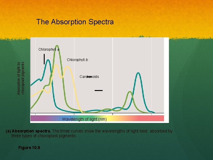 The Absorption Spectra Absorption of light by chloroplast pigments Chlorophyll a Chlorophyll b Carotenoids