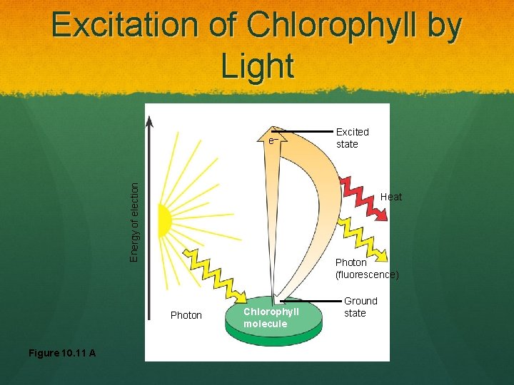 Excitation of Chlorophyll by Light Energy of election e– Heat Photon (fluorescence) Photon Figure