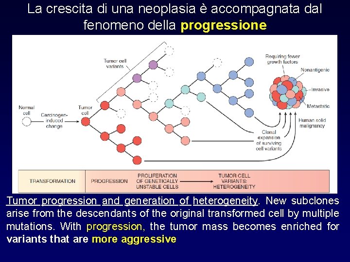 La crescita di una neoplasia è accompagnata dal fenomeno della progressione Tumor progression and