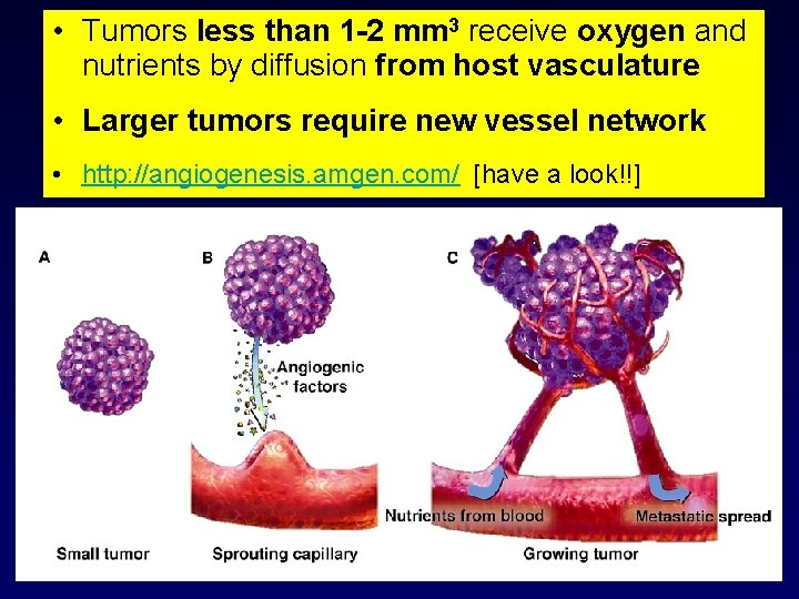  • Tumors less than 1 -2 mm 3 receive oxygen and angiogenesis nutrients.