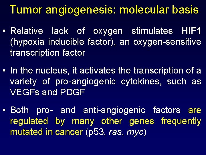 Tumor angiogenesis: molecular basis • Relative lack of oxygen stimulates HIF 1 (hypoxia inducible