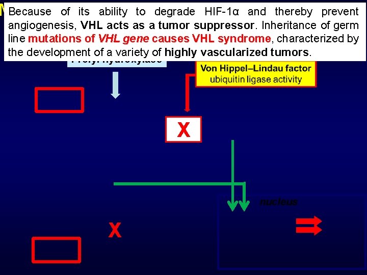 Because of dissection its ability to degrade HIF-1α and thereby prevent Molecular of VEGF